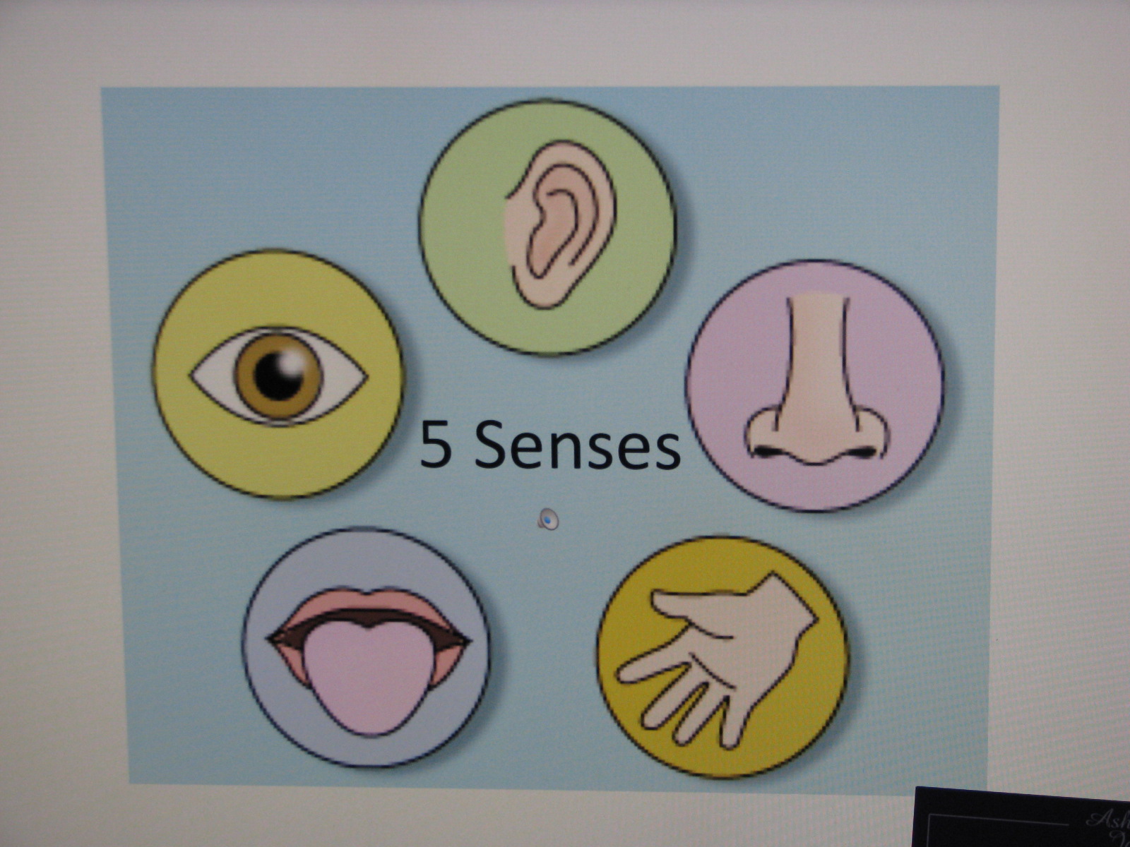 5 Senses Kindergarten Kindergarten