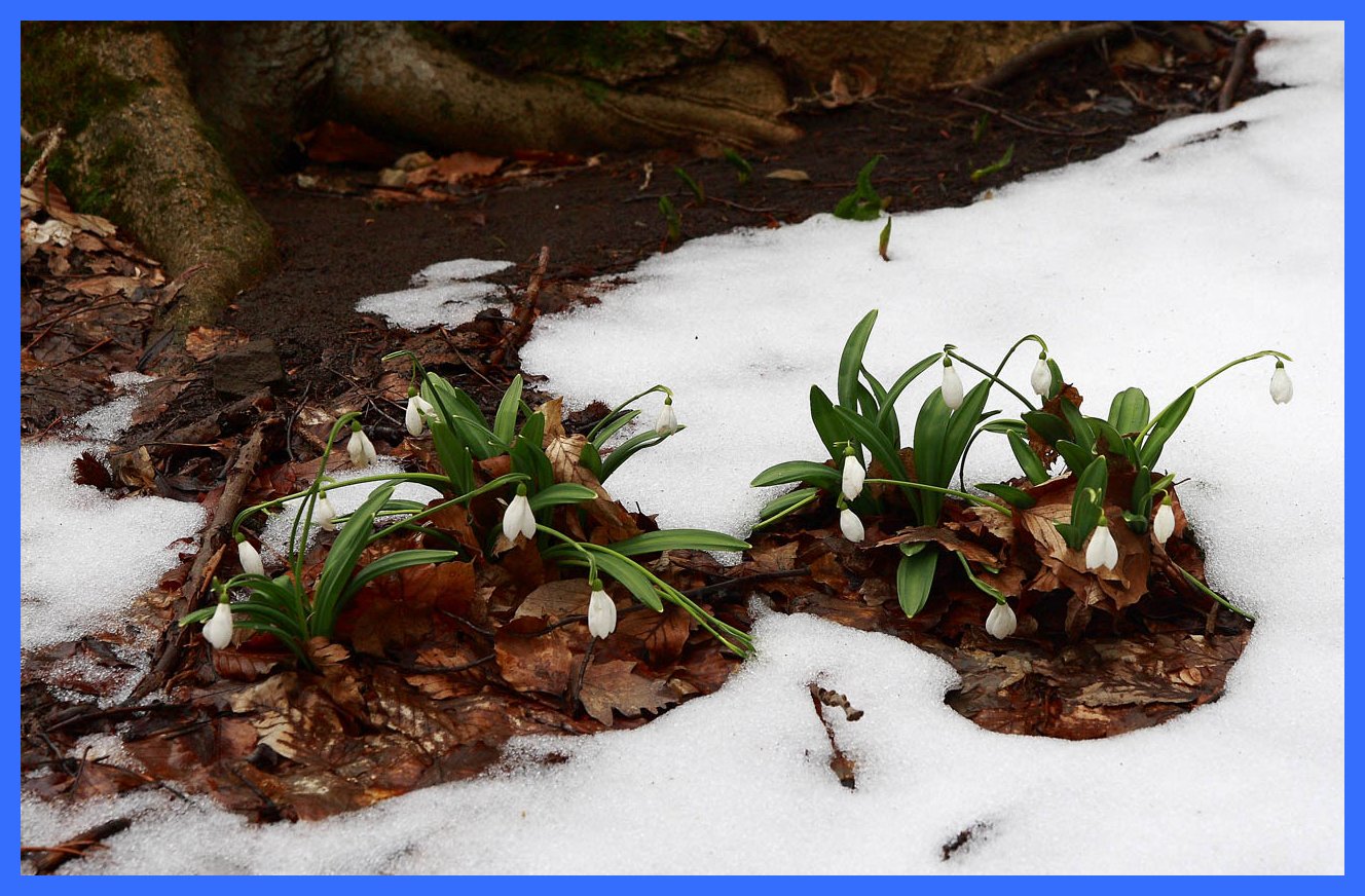 На лесных полянках появляются проталины. Весенняя Проталинка Левитана. Первоцветы пролеска снег.