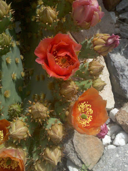 Beauty in the desert