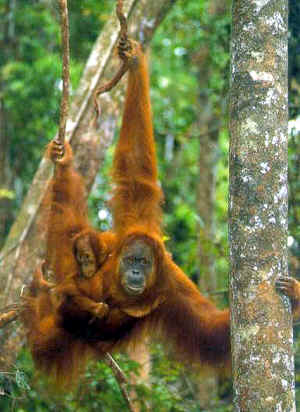 PAKET TOUR WISATA DOMESTIK: PAKET TOUR WISATA TANJUNG ...