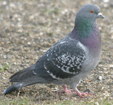 pigeon fans altitude species are from various professions,