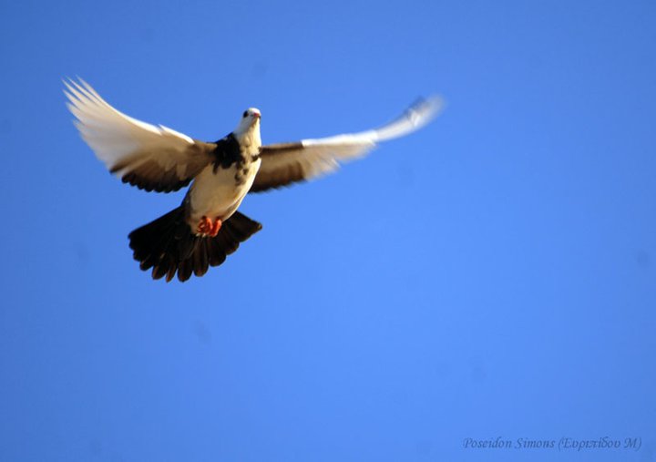 AnkilleJatong Pigeon