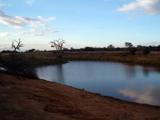 Safari, Sobre ver os big five e outros animais na Africa