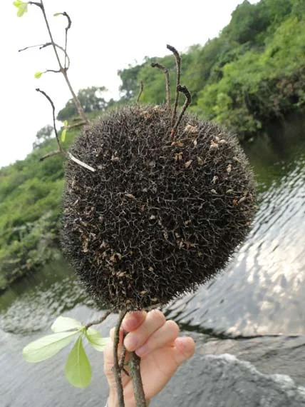 Imagem de coral amazonico