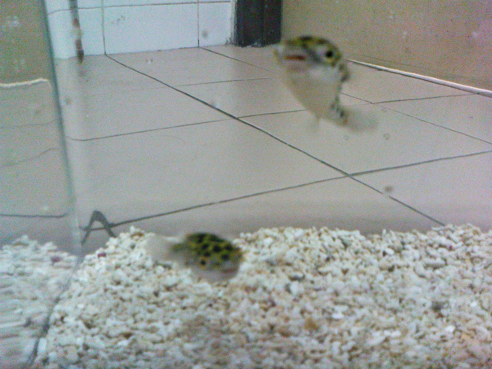 Tadah! They are the Puffer Fish!!!!! Cute or not?! XD