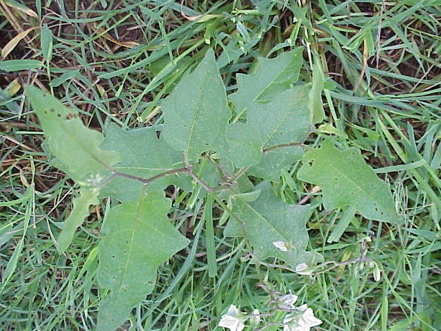 mein lernbuch für die 2 klasse deutsch rechnen sachkunde