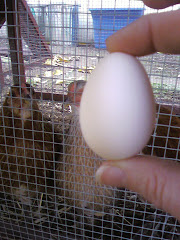 First Egg