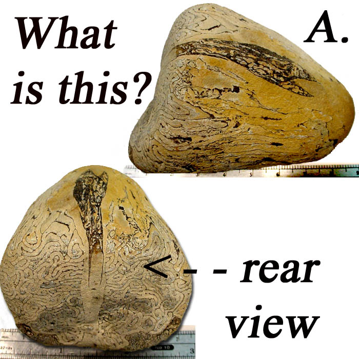 Agates of the Oregon Coast Fossil...