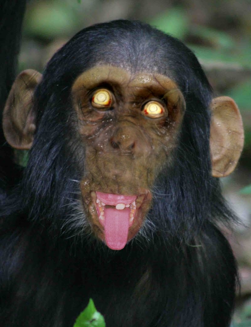 Animal Zombies! by Chana Stiefel Animal Zombies! by Chana Stiefel