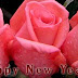 Happy New Year - 2009