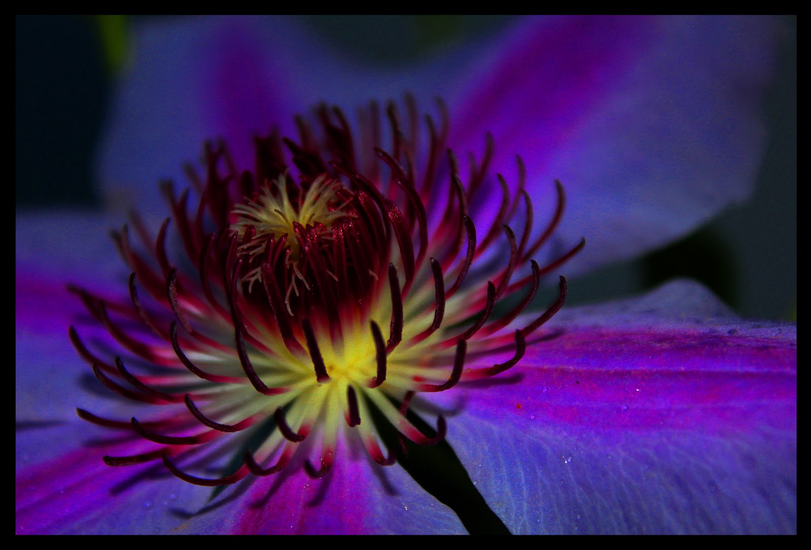 1000 Awesome Photos 22. Night Flower
