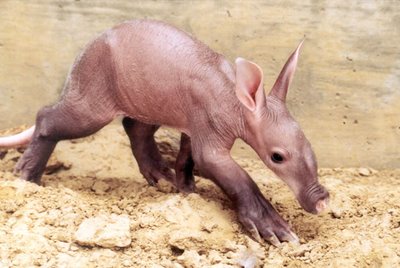 [aardvark-Baby.JPG]