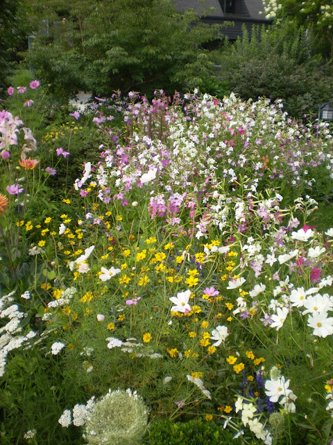 India Top- Darien Daisies main image 1