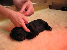 Oscar puppy photos