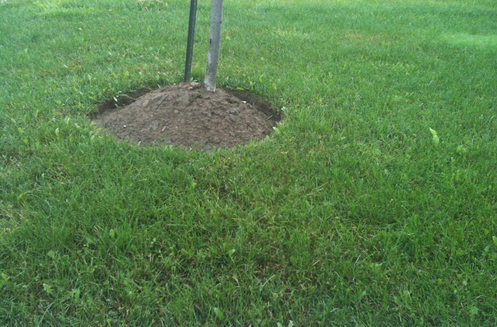 Turf King Hamilton Lawn Care Fiesta Weed Control Before and After Pics