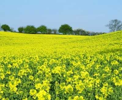 [rapeseed.JPG]