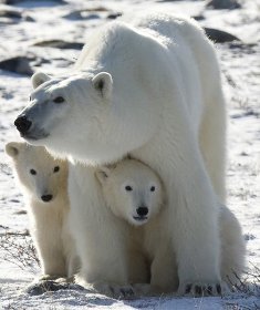 [polar+bears.jpg]