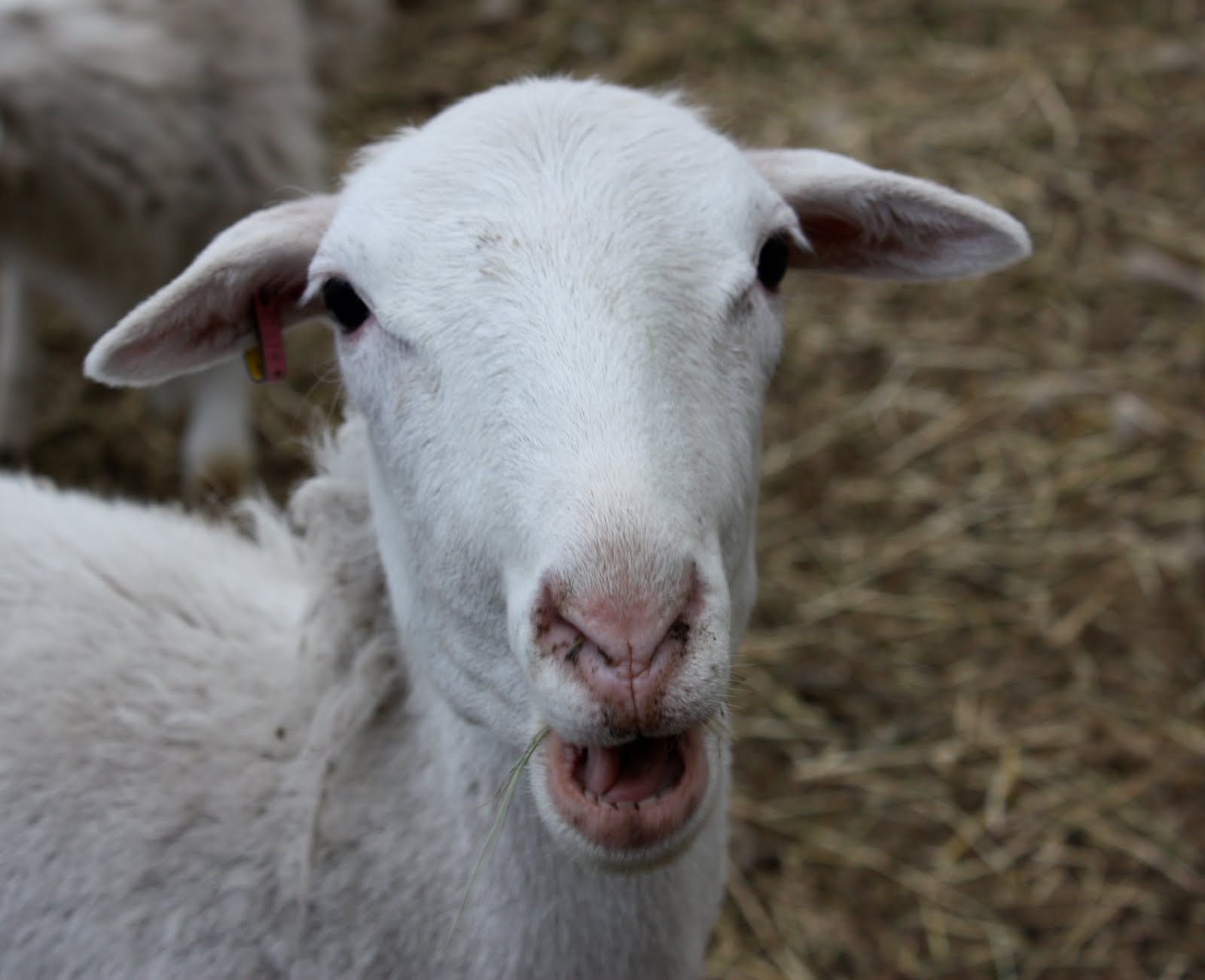 Lisa's Headbliss: St.Croix Sheep