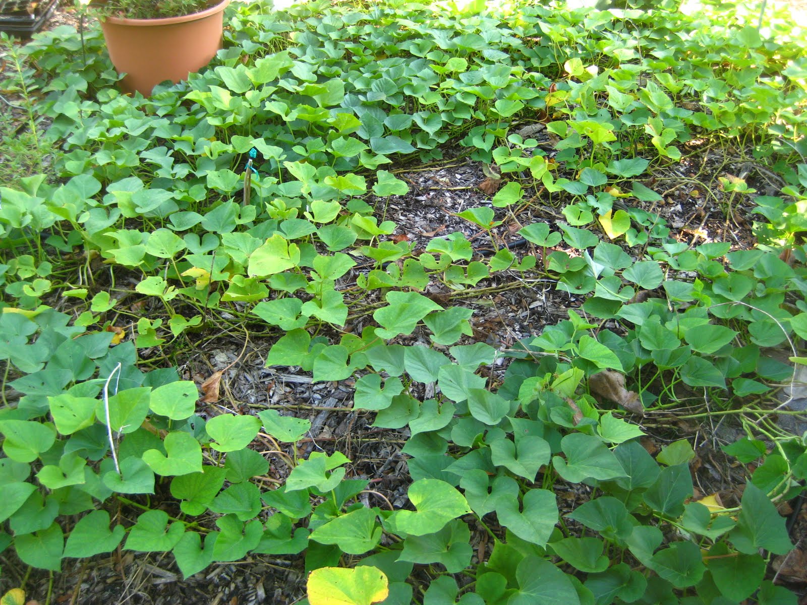 Gardening in Central Florida Sweet potato harvest, end of the summer season