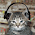 Earthborne Dog Food Ingredients Earthborne Dog Food Ingredients