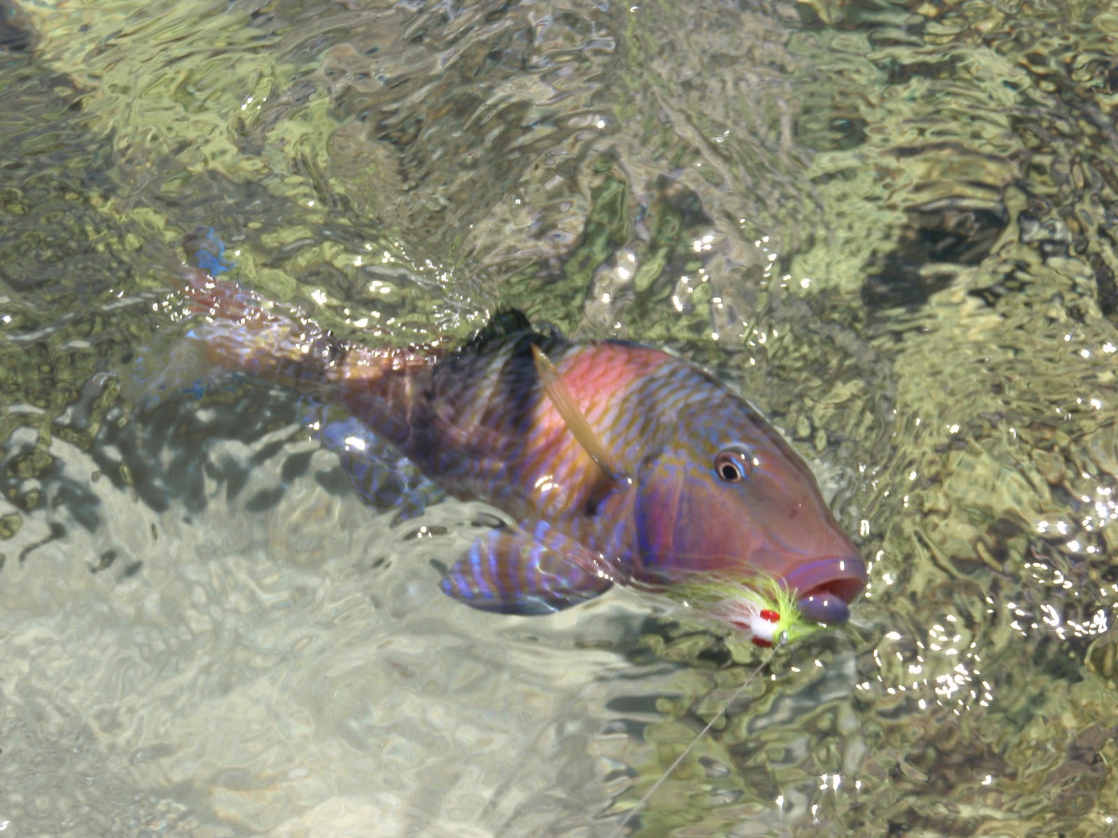 Fly Fishing Adventures Kauai on the fly