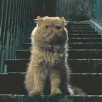 crookshanks cat hermione potter harry granger kneazle pet cats hermiones wiki dramione harrypotter quiz ron rat wikia prisoner azkaban shot