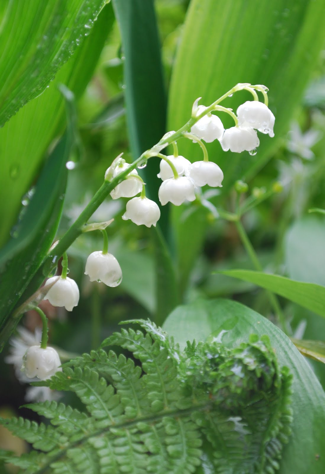 mamas kram Schöner Mai