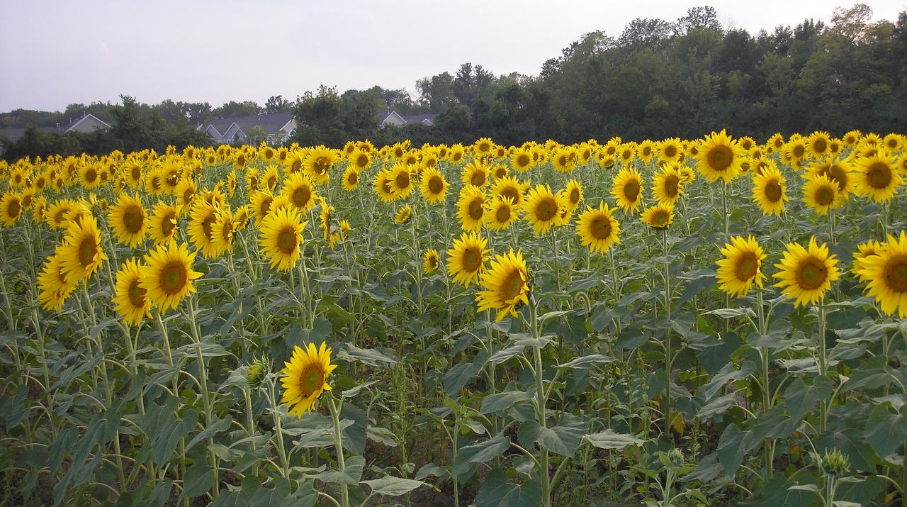LIBERTY HOMESTEAD SUNFLOWER FIELDS . . . FOREVER