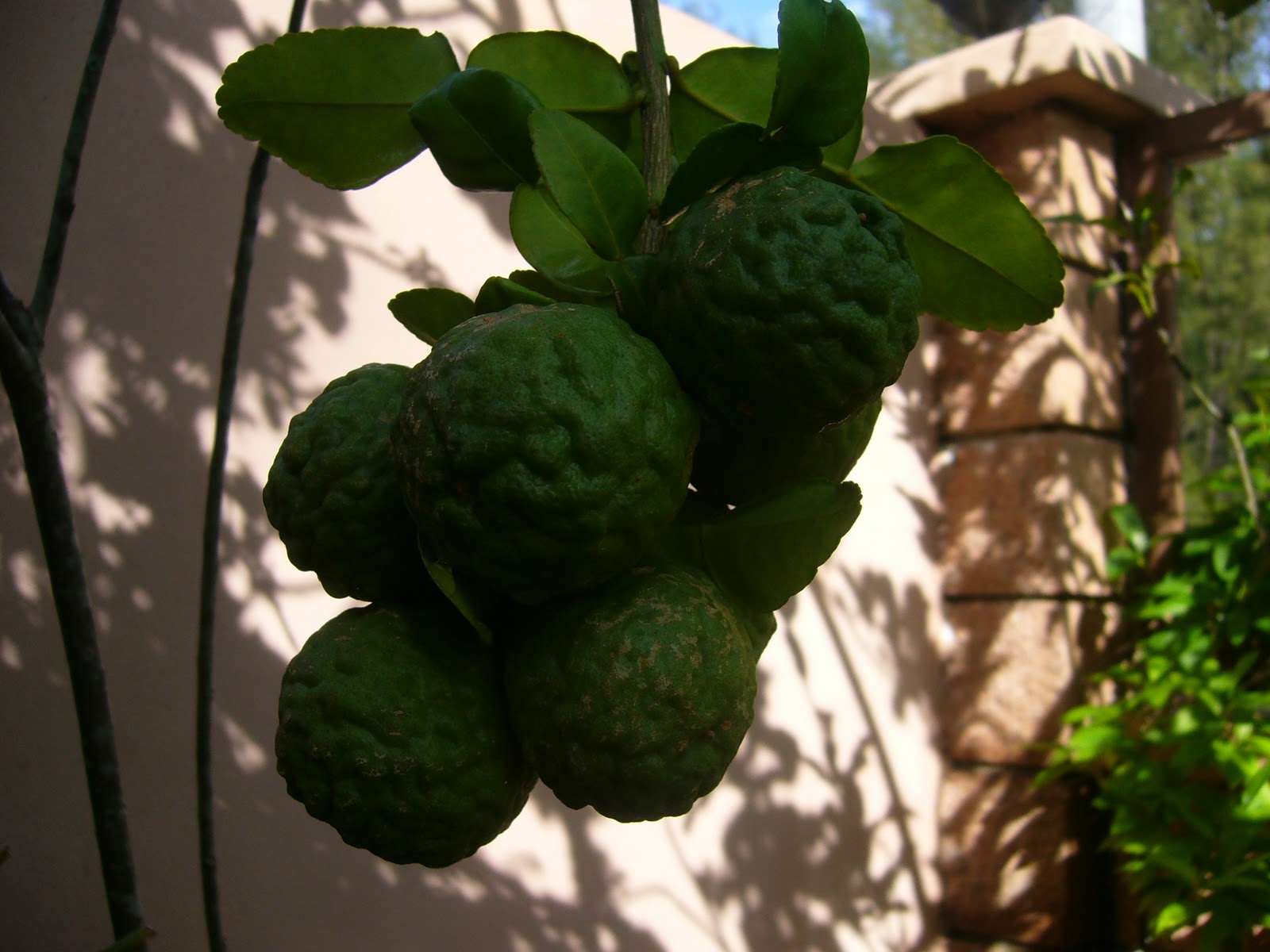 THE LITTLE JADE PLOT Limau Purut