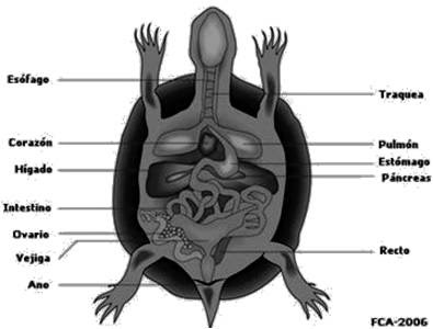 Anatomía de una tortuga