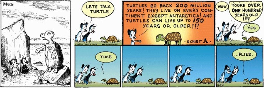 [Turtle+(2).jpg]
