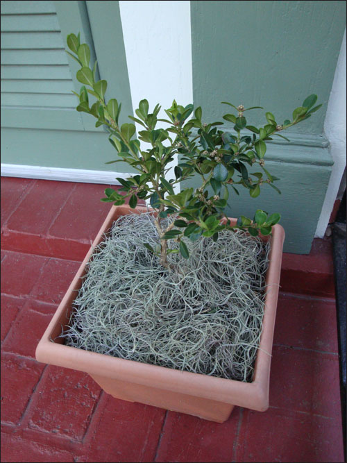 All Things Ruffnerian, a Design Blog and More The Allure of Spanish Moss