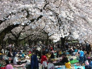 12 apr (Sakura dan Hanami)