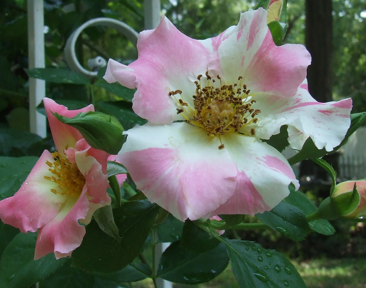 My Blue Cottage PINK SATURDAY from Eufaula, AL