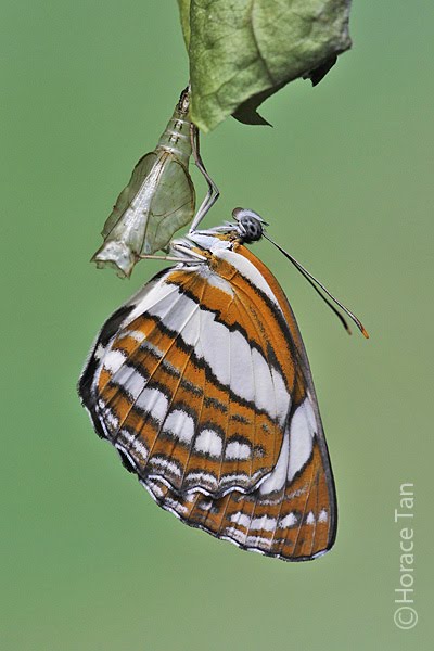 Butterflies of Singapore: Life History of the Common Sailor