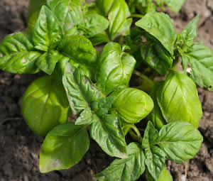 [basil.jpg]
