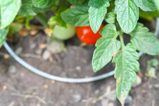[firstredtomato.jpg]