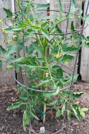 [celeberity-kalynskitchen.jpg]