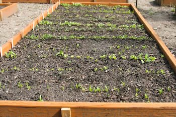 [seeds-kalynskitchen.jpg]