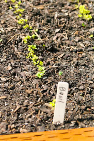 [basil-kalynskitchen.jpg]