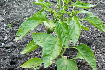 [bell-pepper-kalynskitchen.jpg]