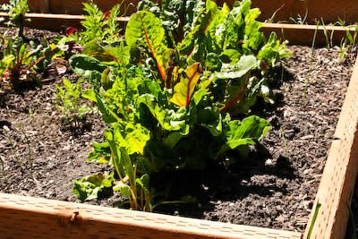 [garden-1-chard-kalynskitchen.jpg]