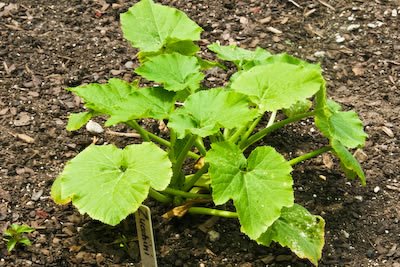 [garden-2-zucchini-kalynskitchen.jpg]