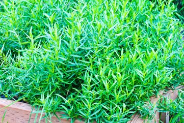 [tarragon-kalynskitchen.jpg]