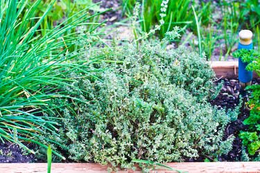 [silver-thyme-kalynskitchen.jpg]