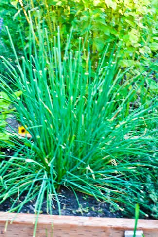 [chives-kalynskitchen.jpg]