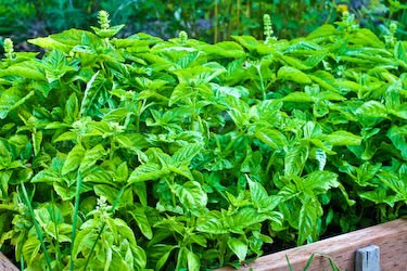 [basil-kalynskitchen.jpg]