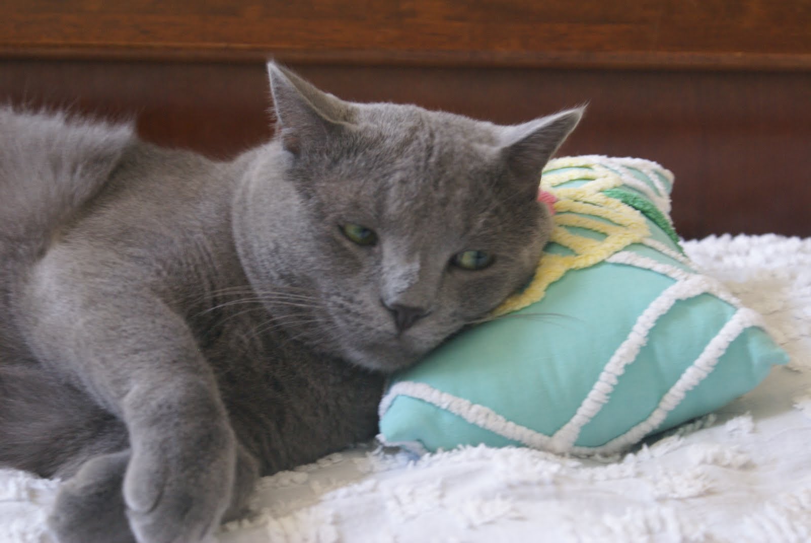 cat+chenille (image)