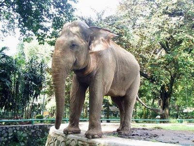 Ragunan Zoo, a delight for the wildlife lover | The Family Travel Blog