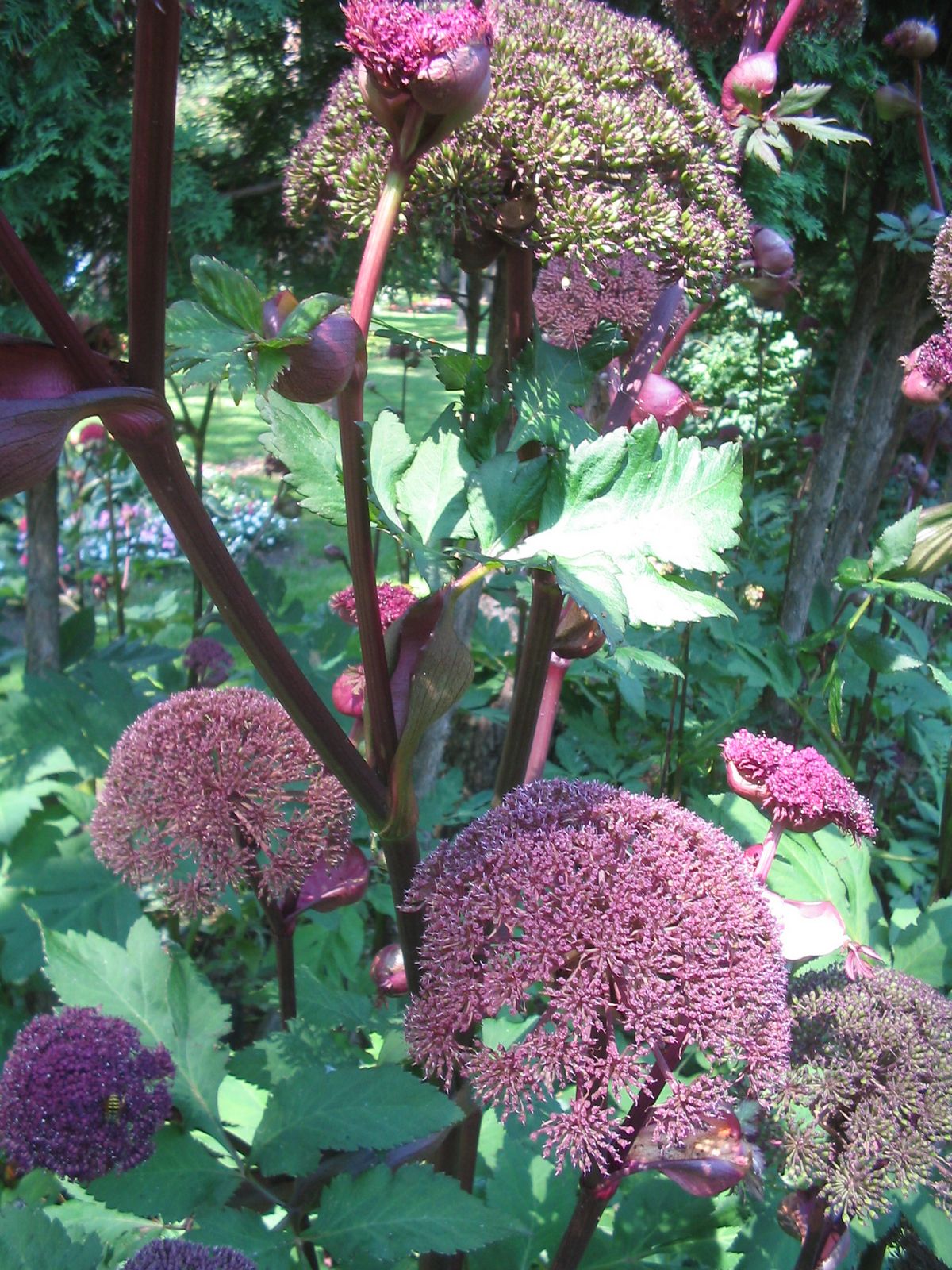 Crosscountry Trip: Munsinger Flower Garden, Cloud, Minnesota